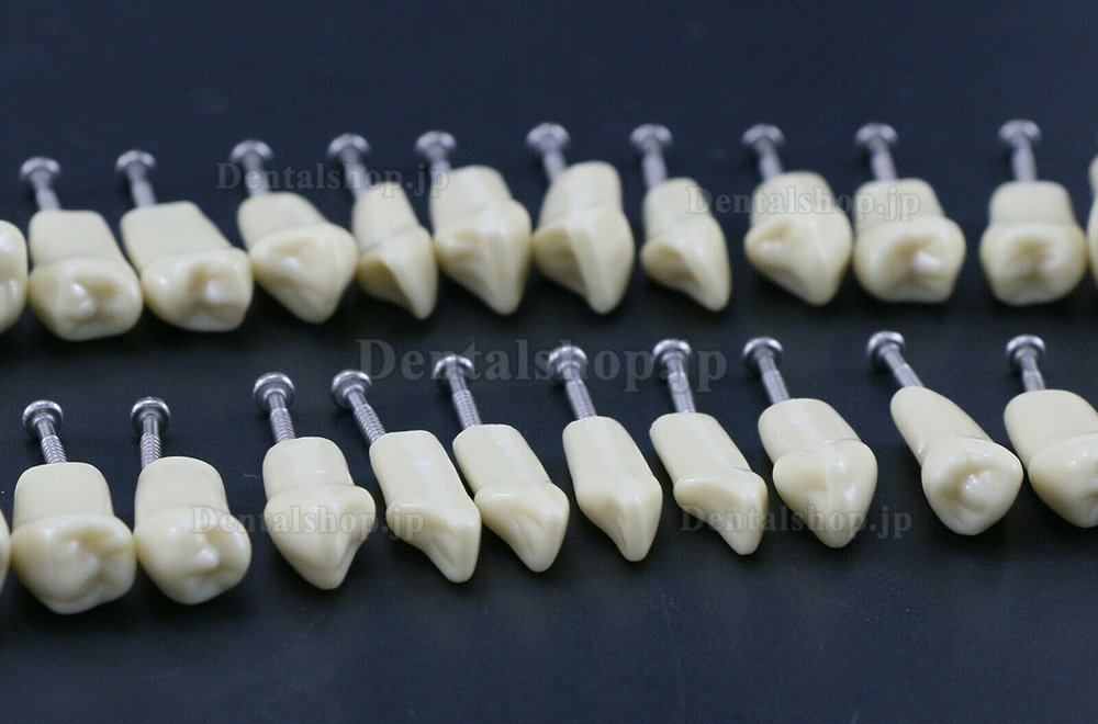 歯科用タイポドン修復標準モデル 歯科模型 32PC取り外し可能な歯 Frasaco AG3タイプと互換性あり